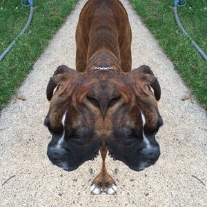 Meet your Posher, Lynch